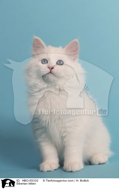 Sibirisches Ktzchen / Siberian kitten / HBO-05332