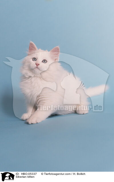 Sibirisches Ktzchen / Siberian kitten / HBO-05337