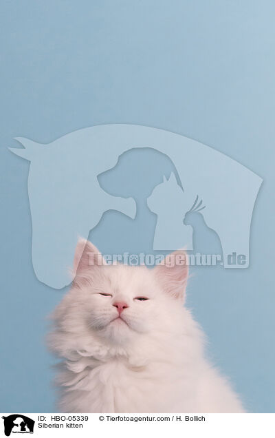 Sibirisches Ktzchen / Siberian kitten / HBO-05339