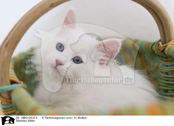 Siberian kitten / HBO-05373