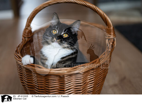 Siberian Cat / JP-01005