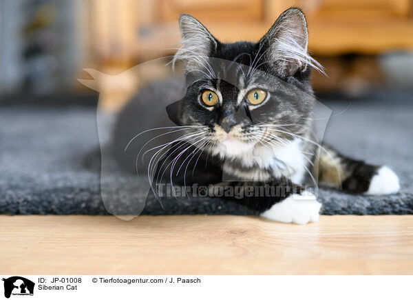 Sibirische Katze / Siberian Cat / JP-01008