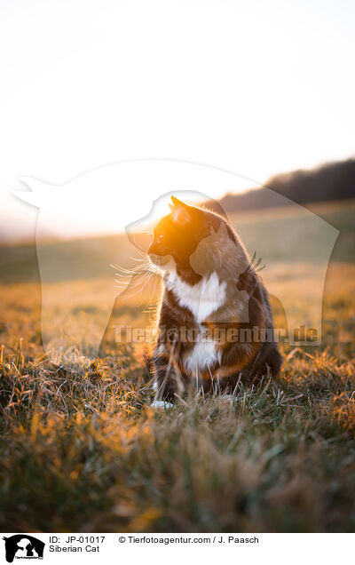 Sibirische Katze / Siberian Cat / JP-01017