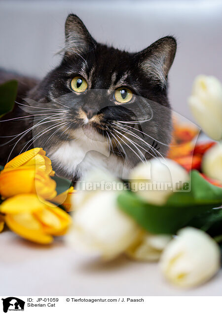Sibirische Katze / Siberian Cat / JP-01059