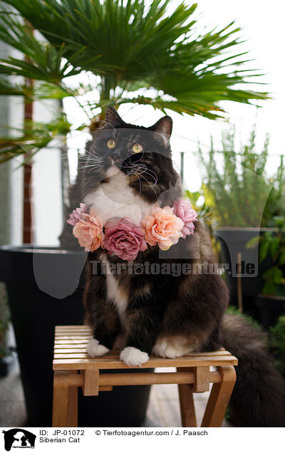 Siberian Cat / JP-01072