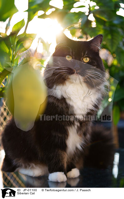 Sibirische Katze / Siberian Cat / JP-01100