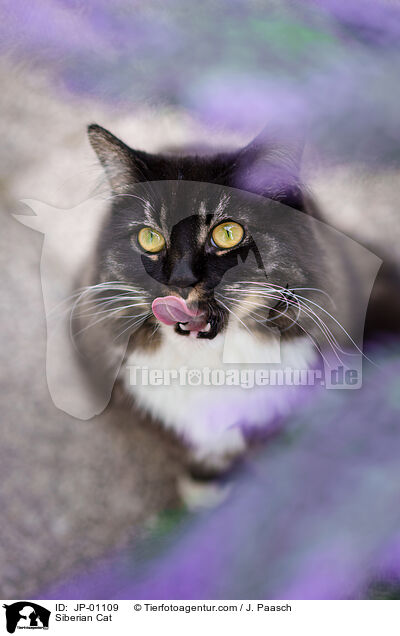 Sibirische Katze / Siberian Cat / JP-01109