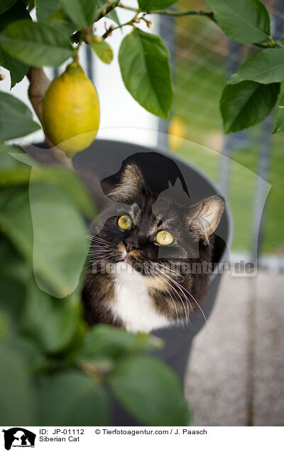 Sibirische Katze / Siberian Cat / JP-01112