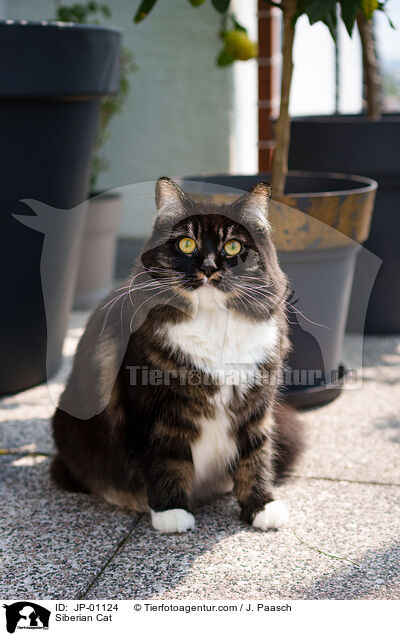 Sibirische Katze / Siberian Cat / JP-01124