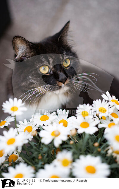 Sibirische Katze / Siberian Cat / JP-01132