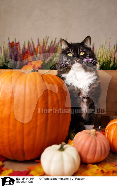 Sibirische Katze / Siberian Cat / JP-01164