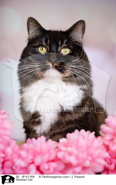 Sibirische Katze / Siberian Cat / JP-01169