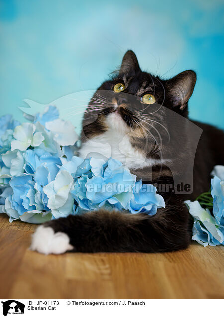 Sibirische Katze / Siberian Cat / JP-01173