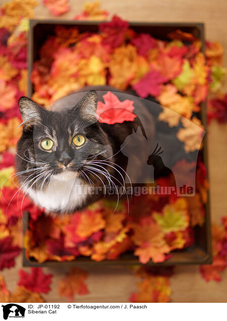 Sibirische Katze / Siberian Cat / JP-01192