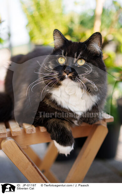 Sibirische Katze / Siberian Cat / JP-01197