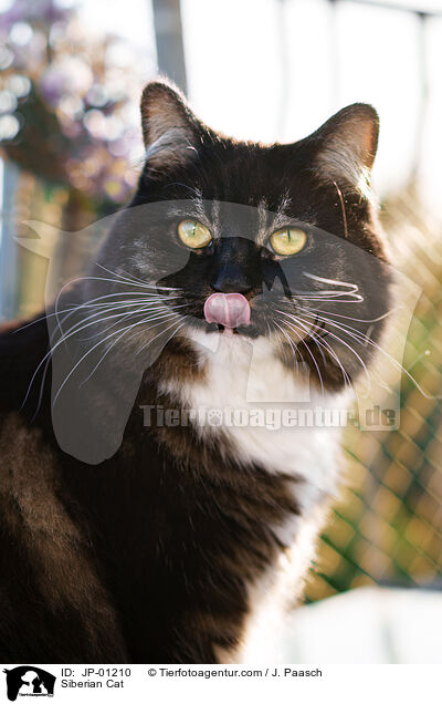 Sibirische Katze / Siberian Cat / JP-01210