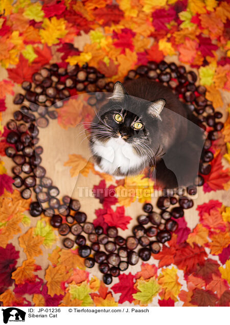 Siberian Cat / JP-01236