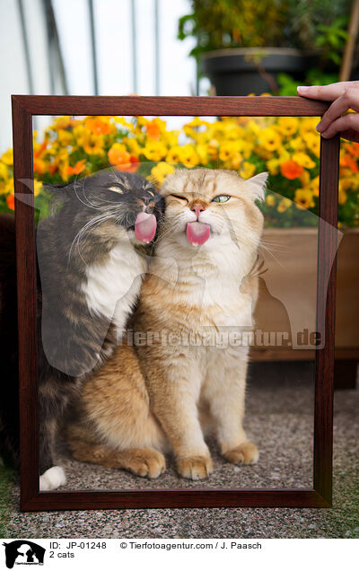 2 cats / JP-01248