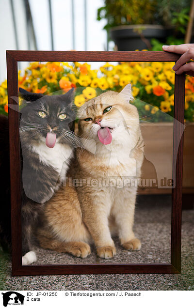 2 cats / JP-01250