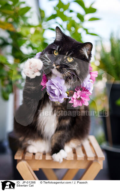 Siberian Cat / JP-01266
