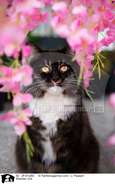 Siberian Cat / JP-01280