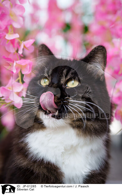 Siberian Cat / JP-01285