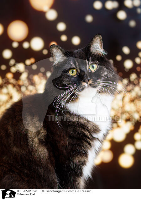 Sibirische Katze / Siberian Cat / JP-01328