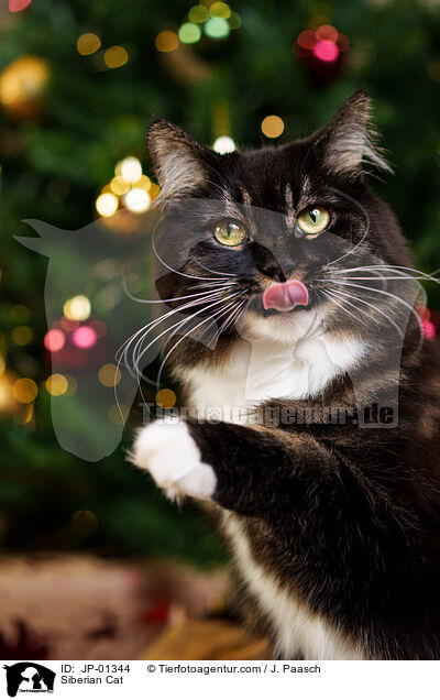 Siberian Cat / JP-01344