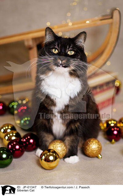 Sibirische Katze / Siberian Cat / JP-01347