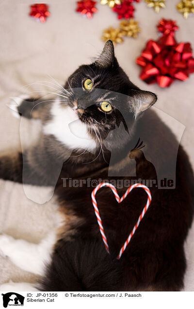 Siberian Cat / JP-01356