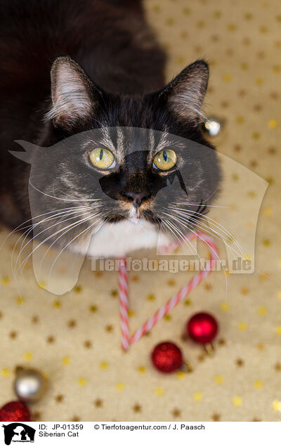 Sibirische Katze / Siberian Cat / JP-01359