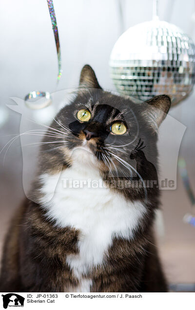 Siberian Cat / JP-01363