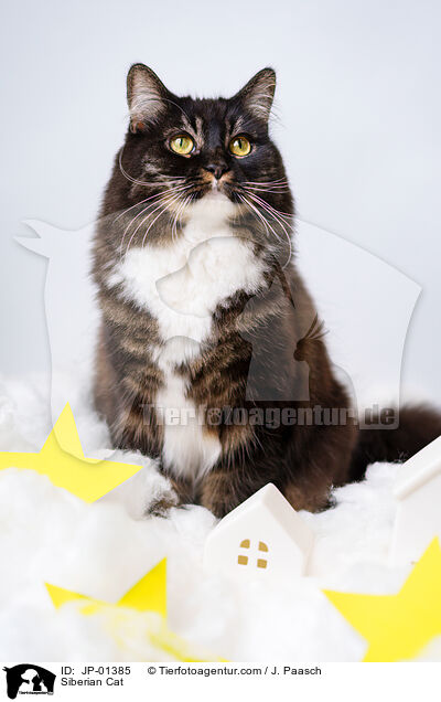 Siberian Cat / JP-01385
