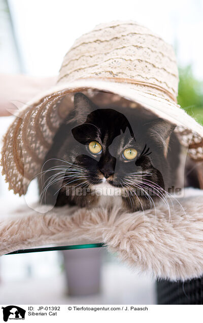 Siberian Cat / JP-01392