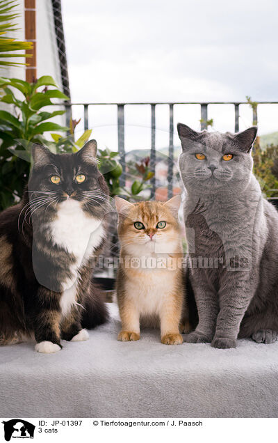 3 cats / JP-01397