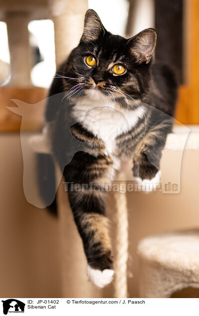 Siberian Cat / JP-01402