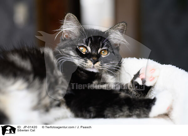 Siberian Cat / JP-01420