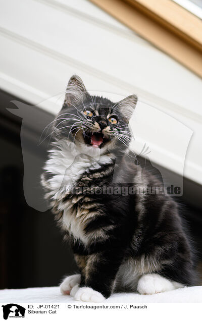 Sibirische Katze / Siberian Cat / JP-01421