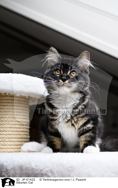 Siberian Cat / JP-01422