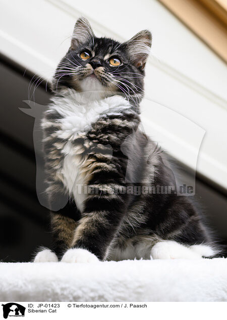 Siberian Cat / JP-01423