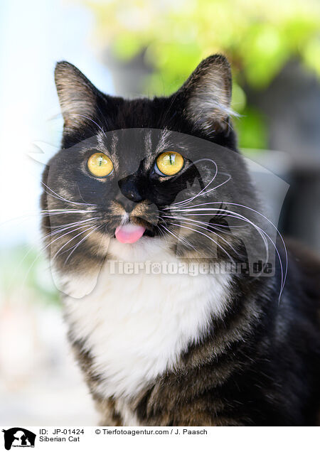 Siberian Cat / JP-01424