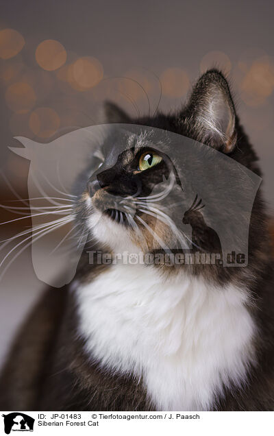 Sibirische Katze / Siberian Forest Cat / JP-01483
