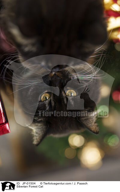 Sibirische Katze / Siberian Forest Cat / JP-01504