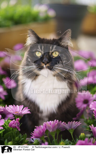 Sibirische Katze / Siberian Forest Cat / JP-01542