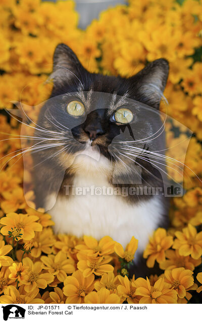 Sibirische Katze / Siberian Forest Cat / JP-01571