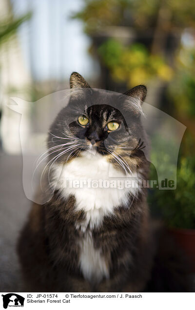 Sibirische Katze / Siberian Forest Cat / JP-01574