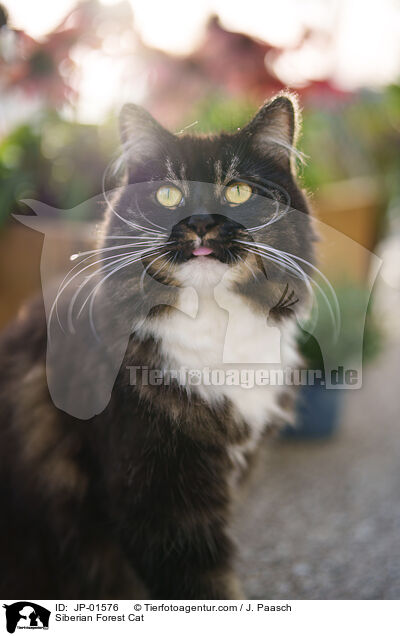 Sibirische Katze / Siberian Forest Cat / JP-01576
