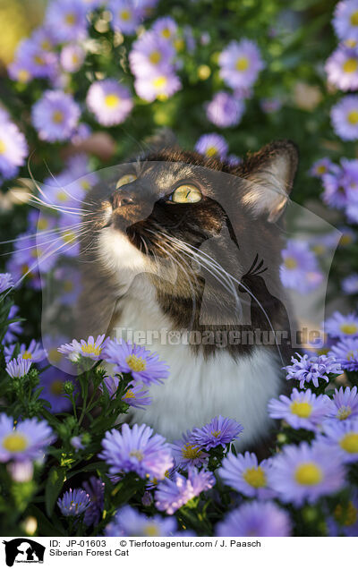Sibirische Katze / Siberian Forest Cat / JP-01603
