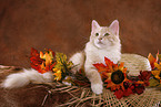 Siberian Forest Cat