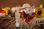 Siberian Forest Cat